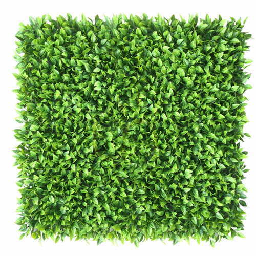 Verifica Honkenia perete verde 40x60cm