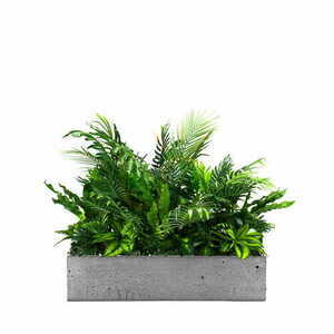 Inserție vegetală Season Surf pentru ghiveci small 0