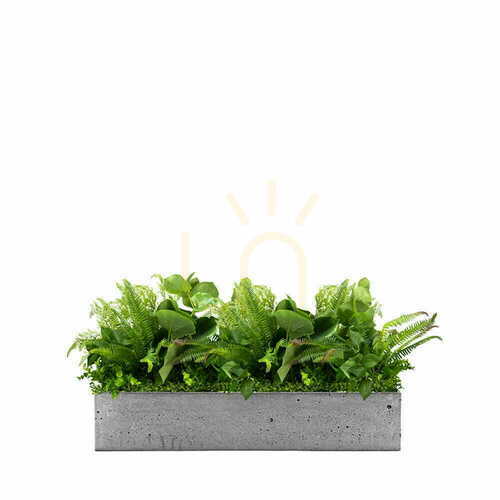 Verifica Umplerea ghiveciului Fresh Rain cu plante