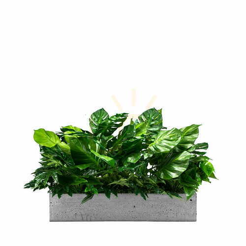 Verifica Las Palmas inserție pentru ghiveci de plante