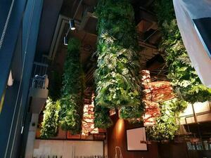 Chemaora grădină verticală small 11