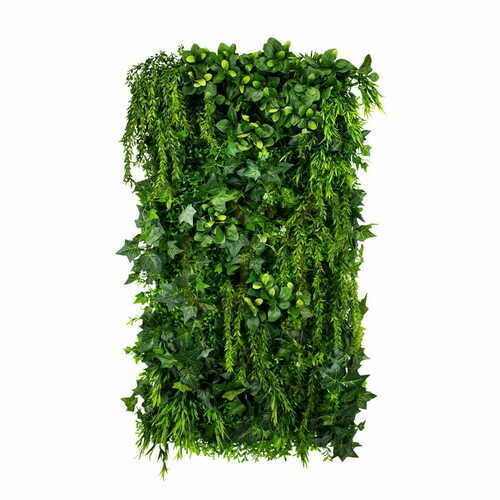 Verifica Iedera verde grădină verticală