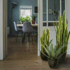 Plantă artificială de Sansewieria Laurentii 90cm small 1