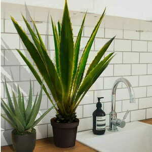 Agave Americana plantă decorativă 120cm small 1