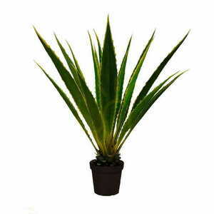 Agave Americana plantă decorativă 120cm small 0