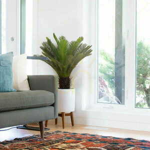 Plantă artificială Sagittarius Cycas 80cm small 1