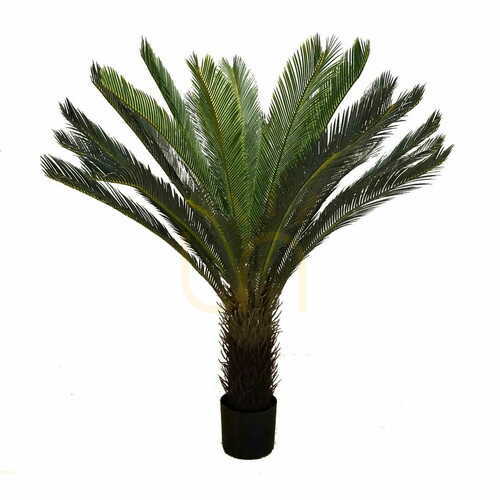 Verifica CYCAS DELUXE L GD4073 - înălțime 120cm