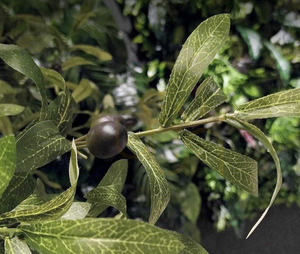 Pom de măslin artificial 🌳 Pom de măslin 🌳 210cm - Premium small 3