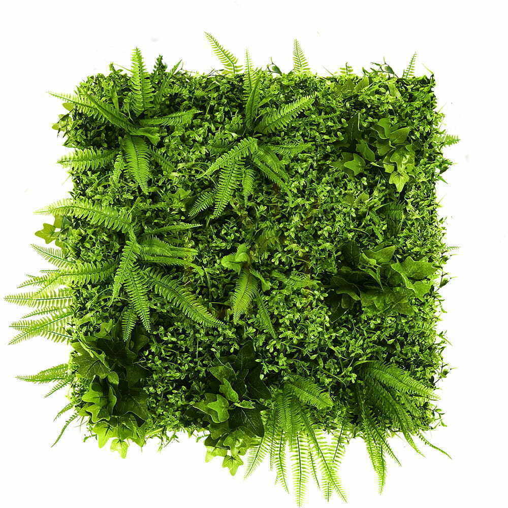 Green Wall Grapevine 50x50cm