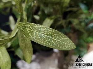 Arbore de măslin artificial Olive 120cm small 1