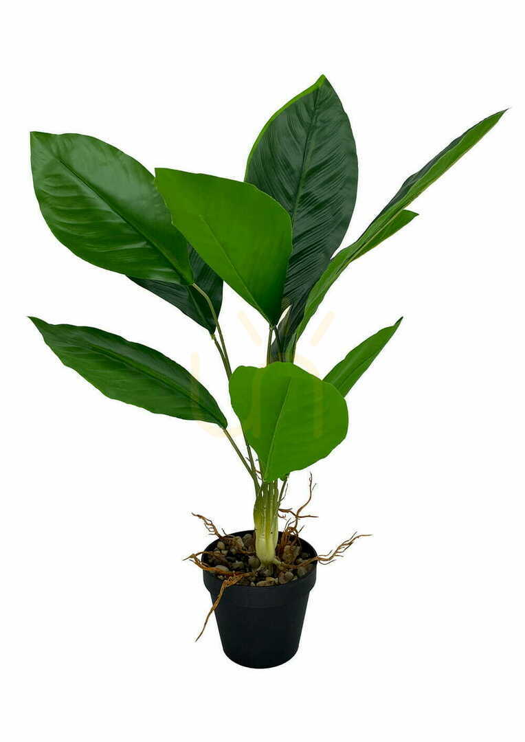 previzualizare Plantă artificială Aspidistra 62 cm Plantă artificială Aspidistra 62 cm