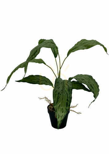 Verifica Plantă artificială Spatifilium 60 cm