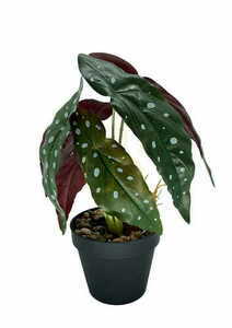 Planta artificială Begonia Coral 36 cm small 2