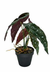 Planta artificială Begonia Coral 36 cm small 3