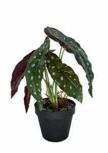 Planta artificială Begonia Coral 36 cm small 0