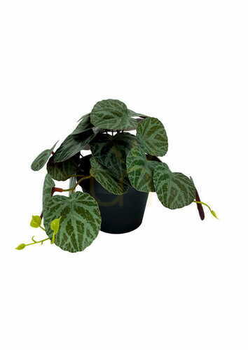 Verifica Plantă artificială Pilea 19 cm