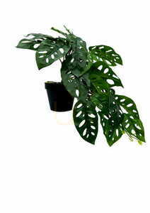 Plantă artificială Monstera Monkey 44 cm 3 Plantă artificială Monstera Monkey 44 cm small 3