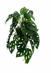 Plantă artificială Monstera Monkey 44 cm 4 Plantă artificială Monstera Monkey 44 cm small 4