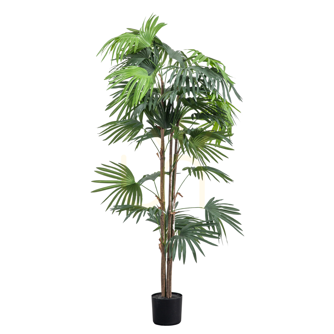 Verifica Palmier chinezesc evantai artificial Gallery Direct verde 168 cm 5059413693946 Palmier chinezesc evantai artificial Gallery Direct verde 168 cm 5059413693946