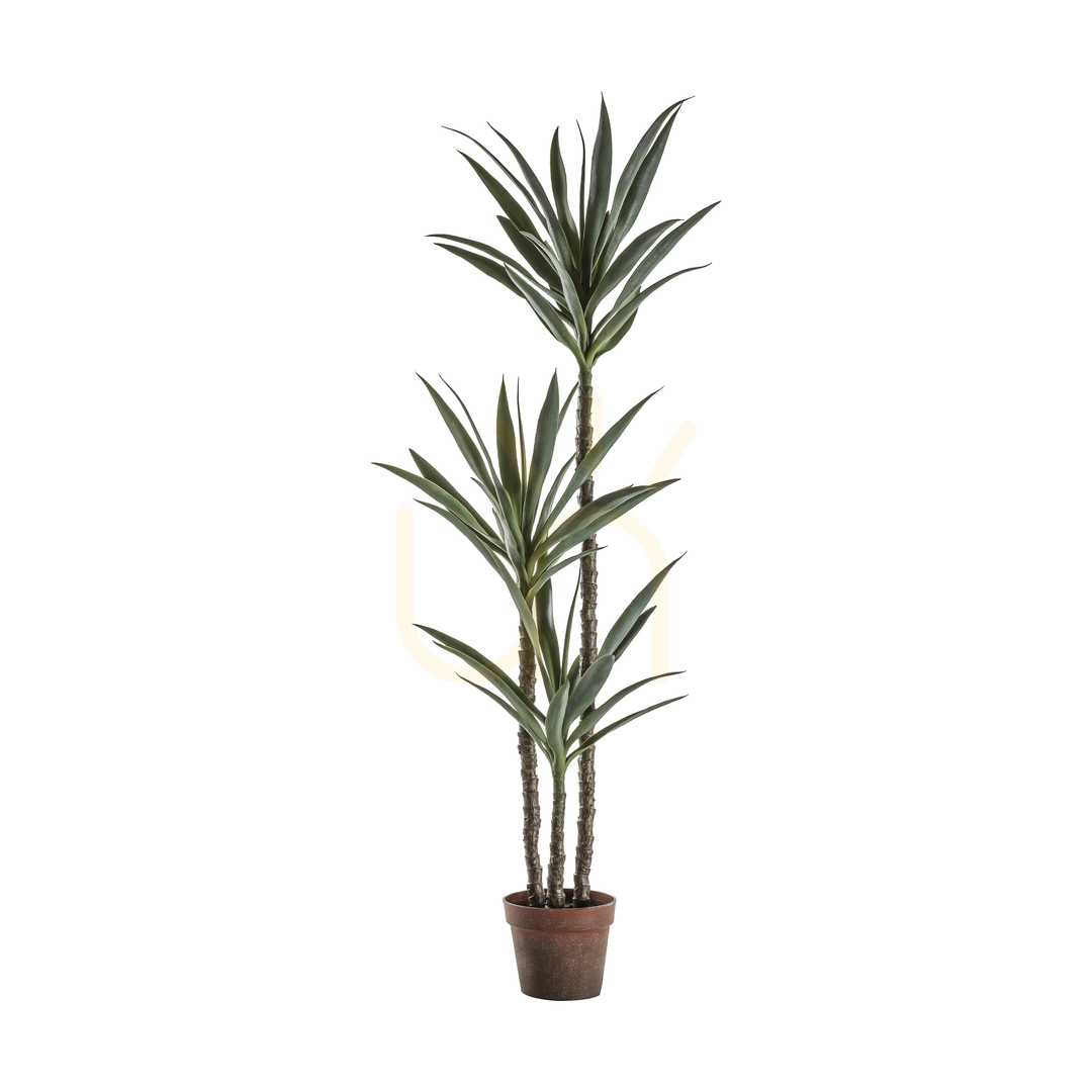 Verifica Copac artificial Yucca 3 capete verde 150 cm Gallery Direct 5059413399152 Copac artificial Yucca 3 capete verde 150 cm Gallery Direct 5059413399152